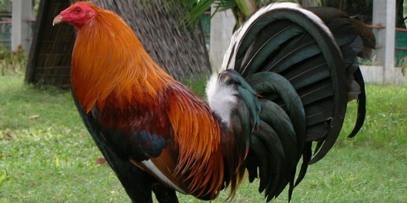 Gà lai Mỹ đá cựa sắt có những đặc điểm nổi bật nào ?