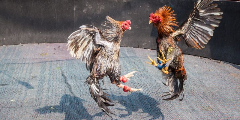 Gà tre Mỹ – giống gà lai Mỹ cựa sắt xuất sắc nhất