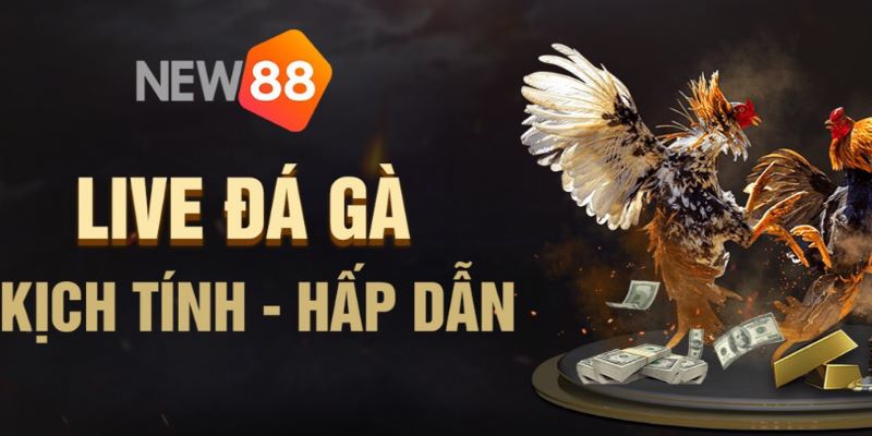 Hướng dẫn đăng ký tài khoản đá gà New88 dành cho người mới 6 04/06/2026 Hướng dẫn đăng ký tài khoản đá gà New88 đơn giản nhất