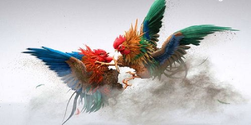Cách chơi đá gà tại K8vina