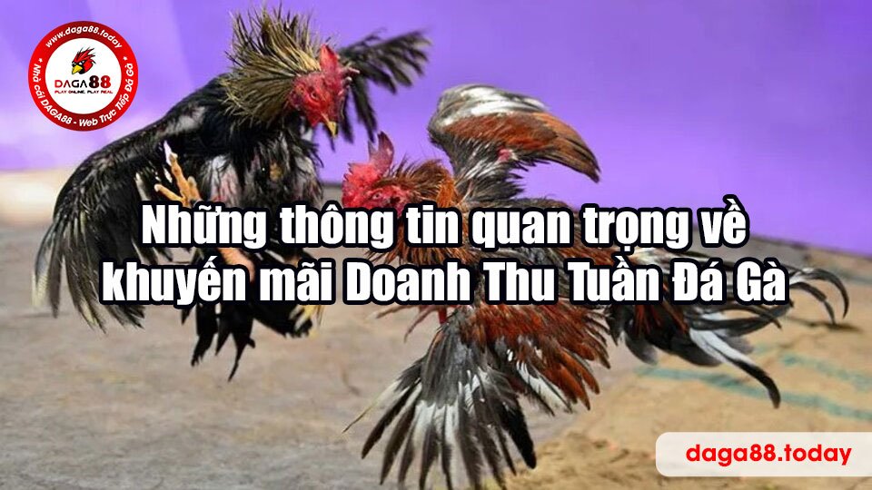 Những thông tin quan trọng về khuyến mãi Doanh Thu Tuần Đá Gà